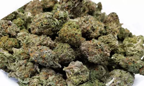 दिल्ली में 121 किलो गांजे के साथ ड्रग गिरोह का खुलासा, सात लोग गिरफ्तार