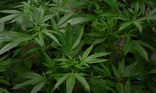 राजस्थान के चाकसू में 400 किलो से ज्यादा गांजा बरामद, पांच तस्कर गिरफ्तार राजस्थान के चाकसू में 400 किलो से ज्यादा गांजा बरामद, पांच तस्कर गिरफ्तार