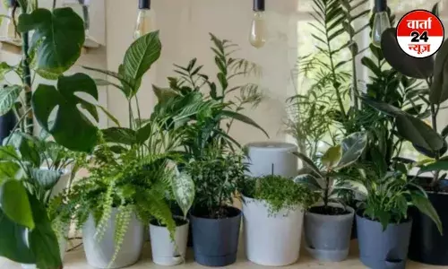 प्रदूषण की समस्या से परेशान हैं तो घर में लगाएं कुछ इंडोर पौधे, घर की हवा होगी शुद्ध प्रदूषण की समस्या से परेशान हैं तो घर में लगाएं कुछ इंडोर पौधे, घर की हवा होगी शुद्ध