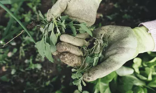 मुंबई एयरपोर्ट पर थाईलैंड से तस्करी कर लाया गया 25 करोड़ का हाइड्रोपोनिक गांजा जब्त, तीन गिरफ्तार मुंबई एयरपोर्ट पर थाईलैंड से तस्करी कर लाया गया 25 करोड़ का हाइड्रोपोनिक गांजा जब्त, तीन गिरफ्तार