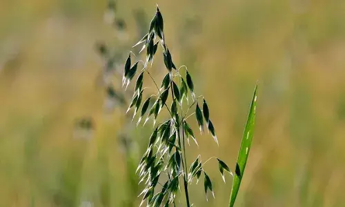 अनाज घोटाले में करोड़ों का नुकसान, आदिवासी विकास निगम के अधिकारी बर्खास्त