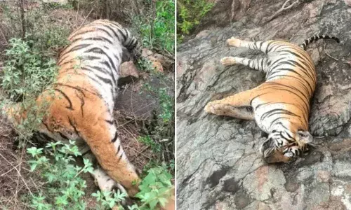 कर्नाटक में पांच बाघों की मौत: मरी हुई गाय मिलने से जहर देने की आशंका बढ़ी