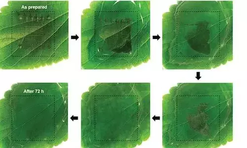 कोरियाई वैज्ञानिकों ने बनाया अद्भुत मेमोरी डिवाइस, पर्यावरण संरक्षण के क्षेत्र में एक बड़ी उपलब्धि