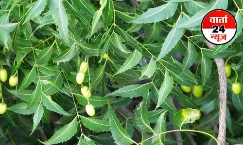 NEEM: आयुर्वेद में एक शक्तिशाली औषधि! जानें नीम की पत्तियां चबाने के अद्भुत फायदे, इन बीमारियों में है कारगर