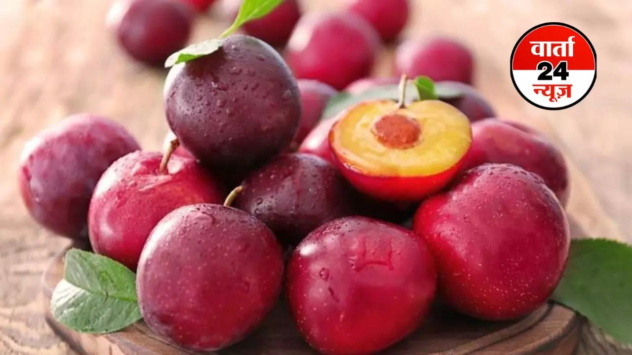 PLUM: फाइबर से भरपूर आलू बुखारा! जिसको खाने से मिलते है अनेकों फायदे , जानें एक दिन में कितनी मात्रा में खाएं
