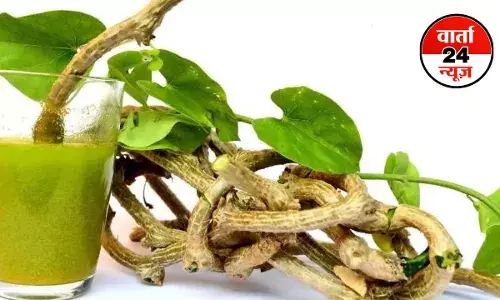 औषधिक जड़ी-बूटी गिलोय! सेहतमंद सेहत के लिए खाएं यह फायदेमंद- गुणवान जड़ी-बूटी