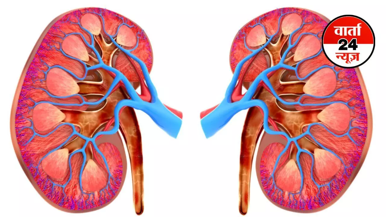 Kidney Stone : बिना दवा और ऑपरेशन के बाहर निकल सकती है किडनी की पथरी, जानें कैसे Kidney Stone : बिना दवा और ऑपरेशन के बाहर निकल सकती है किडनी की पथरी, जानें कैसे