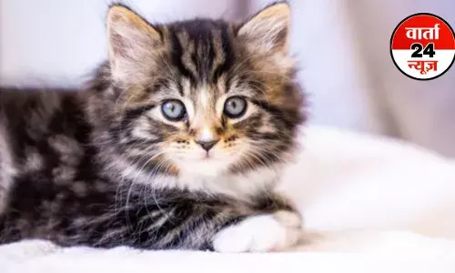 बिहार में बिल्ली का बना आवासीय प्रमाण पत्र, नाम- कैट कुमार, पिता कैटी बॉस, माता कटिया देवी...इसके पहले आया था पिता का नाम कुत्ता बाबू और माता का नाम कुतिया बाबू