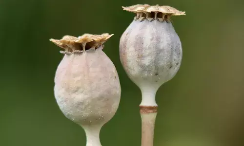 17 माह की तलाश के बाद एमपी से कच्चा अफीम सप्लायर गिरफ्तार, दिल्ली में हेरोइन रैकेट से था लिंक 17 माह की तलाश के बाद एमपी से कच्चा अफीम सप्लायर गिरफ्तार, दिल्ली में हेरोइन रैकेट से था लिंक