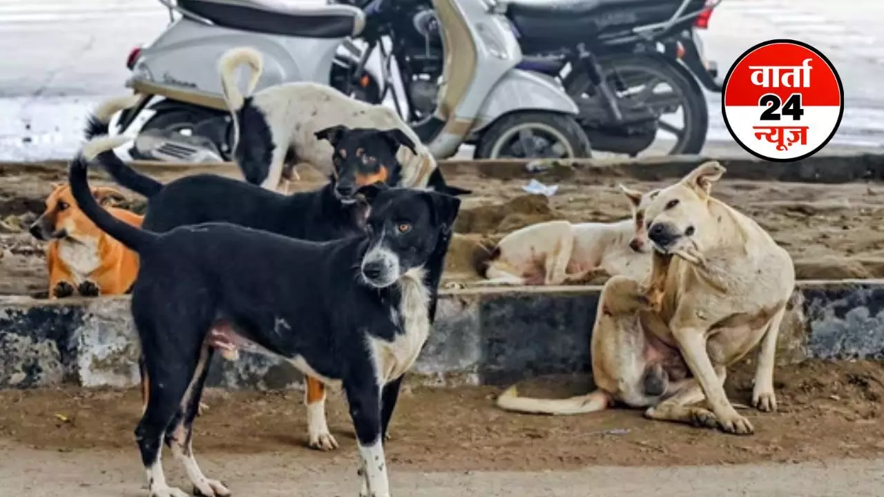 मैं इस पर गौर करूंगा... CJI गवई ने आवारा कुत्तों से जुड़ी याचिका पर बोले, सुप्रीम कोर्ट में जल्द सुनवाई की अपील की गई मैं इस पर गौर करूंगा... CJI गवई ने आवारा कुत्तों से जुड़ी याचिका पर बोले, सुप्रीम कोर्ट में जल्द सुनवाई की अपील की गई