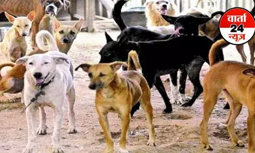 आवारा कुत्तों के मामले पर सुप्रीम कोर्ट ने फैसला रखा सुरक्षित! SG बोले- बच्चे मर रहे हैं, कोई भी जानवरों से नफरत नहीं करता