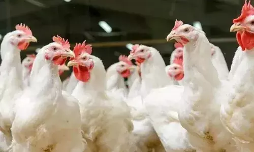 उत्तराखंड में बर्ड फ्लू (H5N1) का कहर...विशेषज्ञों ने दी चेतावनी! कहा- महामारी का संदेह उत्तराखंड में बर्ड फ्लू (H5N1) का कहर...विशेषज्ञों ने दी चेतावनी! कहा- महामारी का संदेह