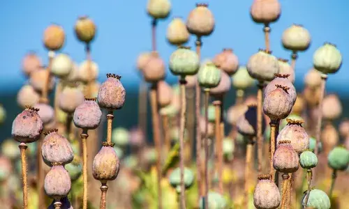 राजस्थान के जालोर में NCB की बड़ी कार्रवाई, 3.61 करोड़ की अफीम डोडा पुआल बरामद