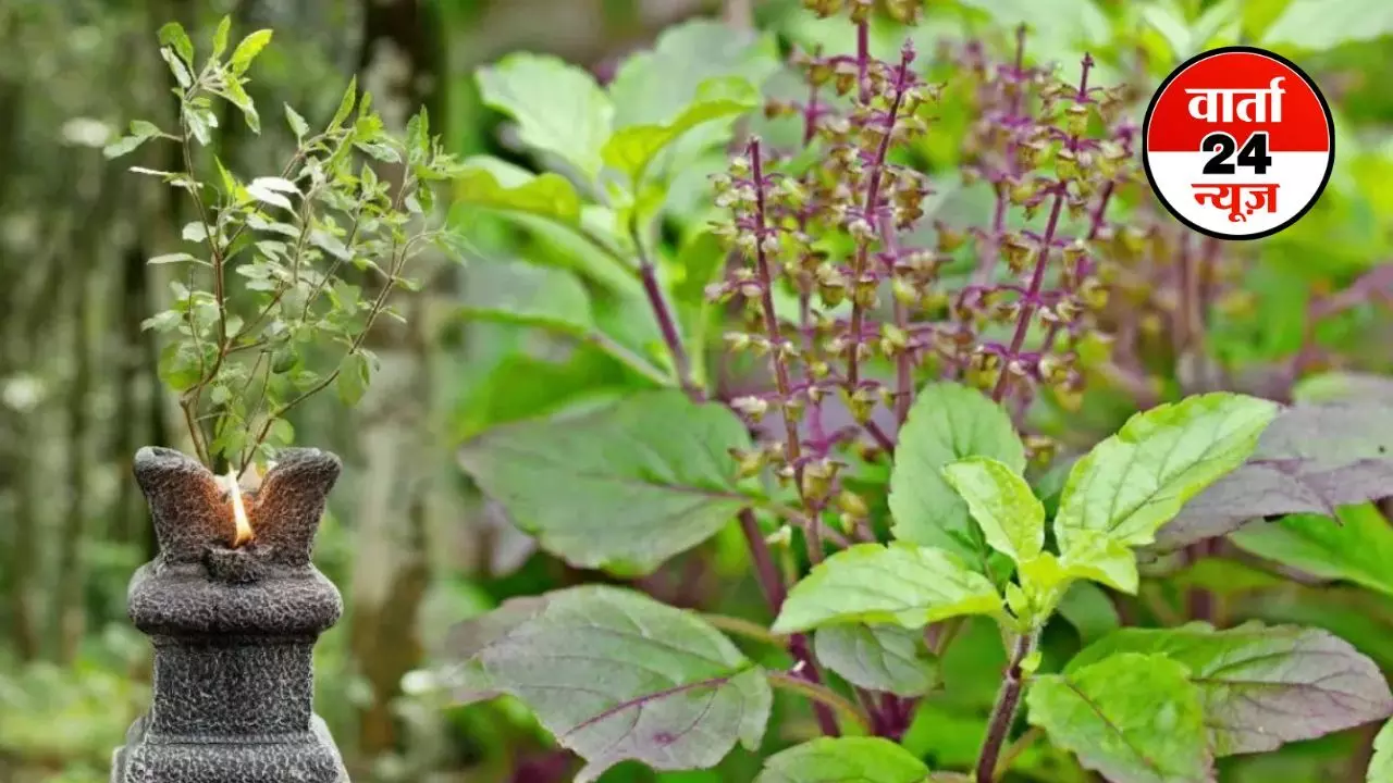 Tulsi: परंपरा, आस्था, सेहत का संगम तुलसी! राम, श्याम, कपूर या वन-आपके घर में कौन सी है? Tulsi: परंपरा, आस्था, सेहत का संगम तुलसी! राम, श्याम, कपूर या वन-आपके घर में कौन सी है?