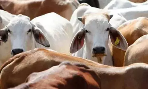 पंजाब-हरियाणा हाईकोर्ट ने गौहत्या के पेशेवर अपराधी को राहत देने से किया इंकार, कहा- समाज में गौ का एक विशेष स्थान पंजाब-हरियाणा हाईकोर्ट ने गौहत्या के पेशेवर अपराधी को राहत देने से किया इंकार, कहा- समाज में गौ का एक विशेष स्थान