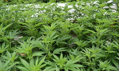 राजस्थान में ड्रग्स तस्करी पर बड़ी कार्रवाई, गांजा और एमडीएमए बरामद, 7 आरोपी गिरफ्तार