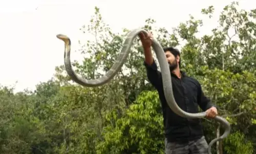 Viral Video: किंग कोबरा को घर पहुंचाने जा रहा था, तभी सांप ने ऐसे फैलाया फन कि देखकर रोंगटे हो जाएंगे खड़े, जानें फिर क्या हुआ Viral Video: किंग कोबरा को घर पहुंचाने जा रहा था, तभी सांप ने ऐसे फैलाया फन कि देखकर रोंगटे हो जाएंगे खड़े, जानें फिर क्या हुआ