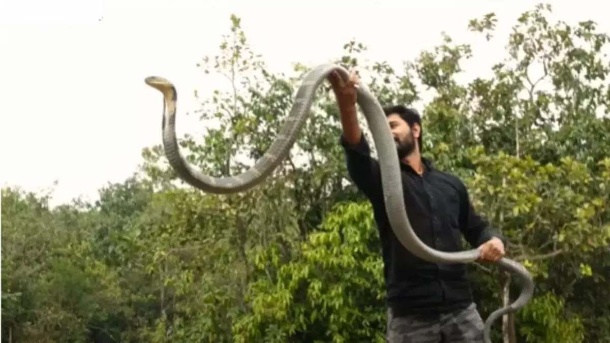 Viral Video: किंग कोबरा को घर पहुंचाने जा रहा था, तभी सांप ने ऐसे फैलाया फन कि देखकर रोंगटे हो जाएंगे खड़े, जानें फिर क्या हुआ Viral Video: किंग कोबरा को घर पहुंचाने जा रहा था, तभी सांप ने ऐसे फैलाया फन कि देखकर रोंगटे हो जाएंगे खड़े, जानें फिर क्या हुआ