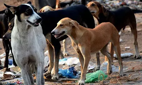 दिल्ली सरकार रेबीज नियंत्रण को लेकर सजग, 10 लाख स्ट्रीट डॉग्स को लगाई जाएगी माइक्रोचिप दिल्ली सरकार रेबीज नियंत्रण को लेकर सजग, 10 लाख स्ट्रीट डॉग्स को लगाई जाएगी माइक्रोचिप