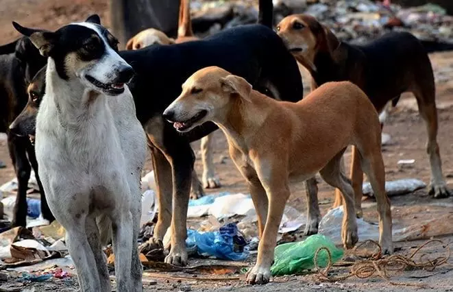 दिल्ली सरकार रेबीज नियंत्रण को लेकर सजग, 10 लाख स्ट्रीट डॉग्स को लगाई जाएगी माइक्रोचिप