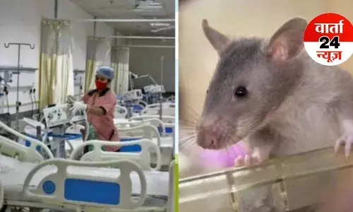 अस्पताल में मूषक की मार! मरीजों के पैर कुतर रहे हैं चूहे, चूहा काटने पर डॉक्टर कहते हैं इंजेक्शन लगाओ अस्पताल में मूषक की मार! मरीजों के पैर कुतर रहे हैं चूहे, चूहा काटने पर डॉक्टर कहते हैं इंजेक्शन लगाओ