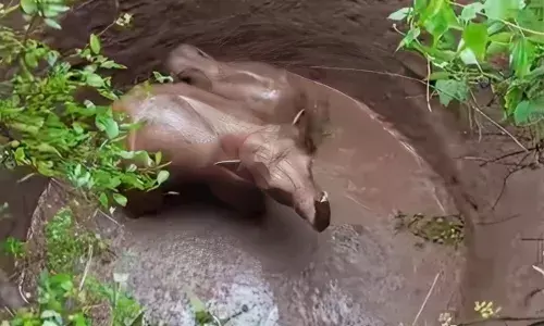 झुंड से भटककर दो हाथी कुएं में गिरे, बाहर निकालने में वन विभाग के साथ ग्रामीण भी जुटे