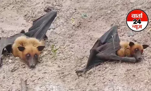 चेहरा-लोमड़ी जैसा,साइज-पांच फीट चौड़ा, दांत-नुकीले...जी हां रेगिस्तान में पहली बार दिखा ऐसा चमगादड़, भौचक रह गए लोग, देखें वीडियो चेहरा-लोमड़ी जैसा,साइज-पांच फीट चौड़ा, दांत-नुकीले...जी हां रेगिस्तान में पहली बार दिखा ऐसा चमगादड़, भौचक रह गए लोग, देखें वीडियो