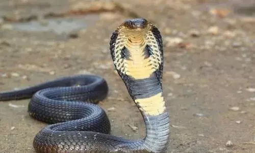 रात में पत्नी नागिन बनकर डराती है, सोने नहीं देती... पति ने DM से की शिकायत, जानें इसके पीछे का सच!