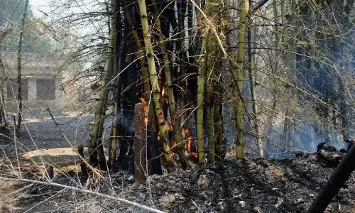 हिंदू धर्म में बांस को जलाना क्यों माना जाता है अशुभ, जानें क्या है इसके पीछे का कारण