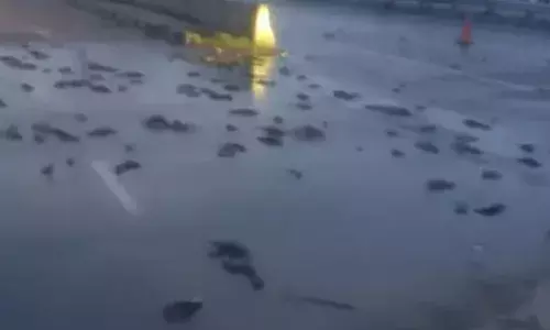 हाईवे पर बिछ गईं मछलियां, मांसाहारियों ने मचाई लूट, ठहर गया यातायात, जानें कैसे बना यह दृश्य