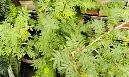 शनिवार को न्याय के देवता को शमी पत्र चढ़ाकर ऐसे मनाएं! जानें शनिदेव को क्यों है प्रिय यह पत्ते...