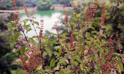 घर में सूख रहा है तुलसी का पौधा तो जान लें मिल रहा है कोई अशुभ संकेत, दुष्टप्रभाव से बचने के लिए करें ये काम