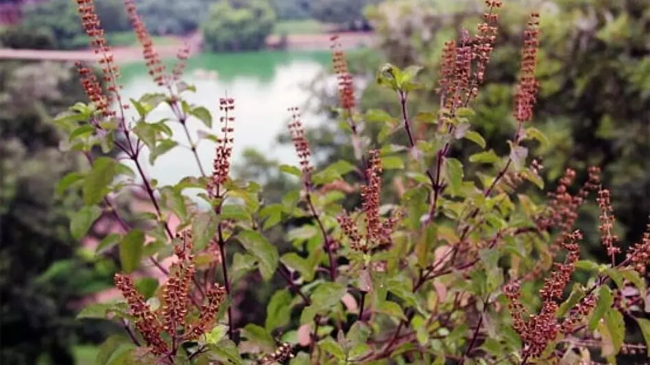 घर में सूख रहा है तुलसी का पौधा तो जान लें मिल रहा है कोई अशुभ संकेत, दुष्टप्रभाव से बचने के लिए करें ये काम घर में सूख रहा है तुलसी का पौधा तो जान लें मिल रहा है कोई अशुभ संकेत, दुष्टप्रभाव से बचने के लिए करें ये काम