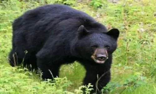 भागो भालू... उत्तराखंड में दर्जनों पशुओं को मार चुका भालू खुले में घूम रहा, जान बचाने को लोग कर रहे हैं यह उपाय