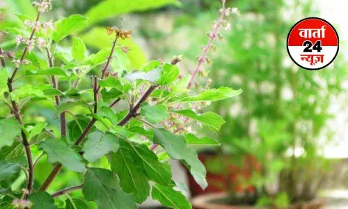 संजीवनी बूटी तुलसी स्वास्थ्य का अनमोल खजाना! जानें किन गंभीर बीमारियों से बचाव में है कारगर संजीवनी बूटी तुलसी स्वास्थ्य का अनमोल खजाना! जानें किन गंभीर बीमारियों से बचाव में है कारगर