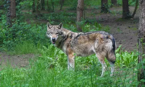 बहराइच में भेड़ियों का आतंक जारी, मां के पास सो रही मासूम को उठा ले गया भेड़िया; दो आदमखोर ढेर बहराइच में भेड़ियों का आतंक जारी, मां के पास सो रही मासूम को उठा ले गया भेड़िया; दो आदमखोर ढेर