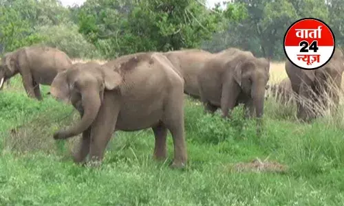 अपने बच्चे के साथ पांच हाथियों का झुंड पगलाया! घरों में घुस रहा है, जानें पूरा मामला