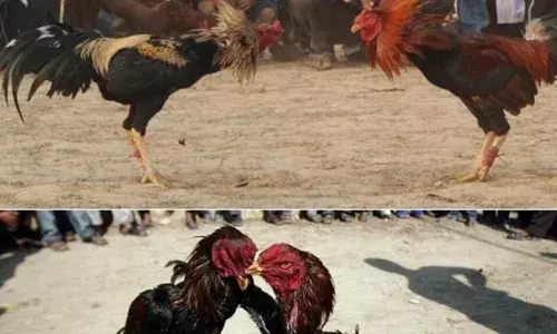लाखों में बिकते हैं लड़ाकू मुर्गे, हार-जीत से मालिक कमाते हैं मोटी रकम