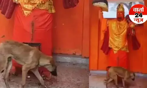 MIRACLE: बिजनौर में एक कुत्ता चार दिनों से लगातार लगा रहा हनुमान जी की परिक्रमा ,लोगों ने कहा- भैरो बाबा का हैं अवतार