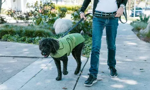 अजब-गजब: कुत्तों का मल उठाकर हर साल कमाता है 29 लाख रुपये, जानें शख्स ने नौकरी की तलाश में कैसे ढूंढा यह जॉब