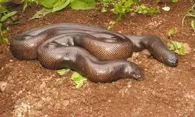 रेलवे स्टेशन पर मिला करोड़ों का सांप, दो मुंह वाले इन सांपों का इस काम के लिए किया जाना था इस्तेमाल, जानें क्या