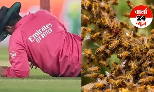 क्रिकेट मैच के दौरान मधुमक्खियों का हमला, इस अंपायर की मौत, कई खिलाड़ी हुए घायल