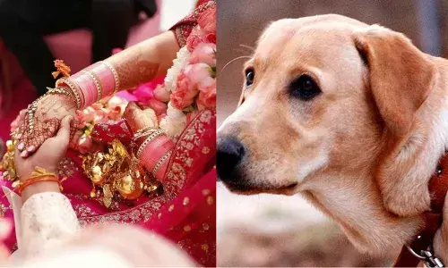 ANIMAL LOVER: बाराती ने पालतू कुत्ते को पीट दिया तो युवती ने तोड़ दी शादी... और इसके बाद तो वह हुआ...