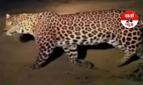 गाजियाबाद के इस स्कूल में घुसा तेंदुआ, मचा हड़कंप, वन विभाग का सर्च ऑपरेशन शुरू