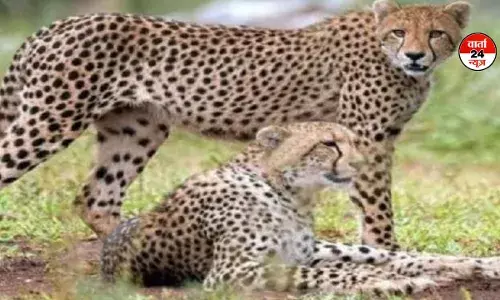 अब भारत में 46 चीते... बोत्सवाना से आए 9 चीते कूनो पहुंचे, भूपेंद्र यादव आज करेंगे रिलीज