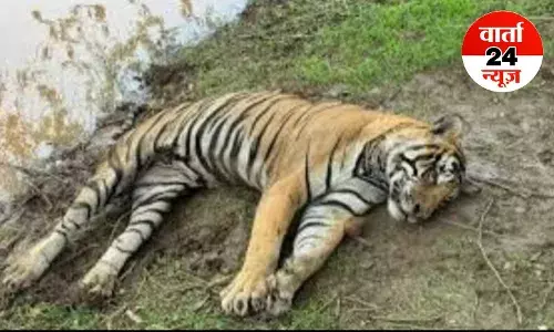 रणथंभौर में ‘खूनी बुखार’ से बाघिन- 94 की हुई मौत, हार्ट-किडनी हो गए थे फेल, जानें क्या है यह बुखार