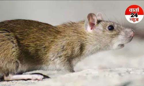 हत्यारा बना चूहा: ICU में बुजुर्ग के हाथ को कुतरा, हुई मौत, मचा बवाल