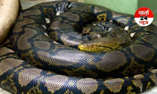 वैज्ञानिकों ने किया करिश्मा! अजगर के खून से घटेगा आपका मोटापा, जानें कैसे काम करेगा...