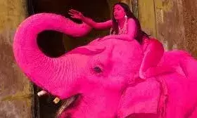 मॉडल को बिठाकर ली गई थी तस्वीरें, पिंक फोटोशूट के 4 महीने बाद हथिनी चंचल की मौत, मचा बवाल! जानें पूरा मामला