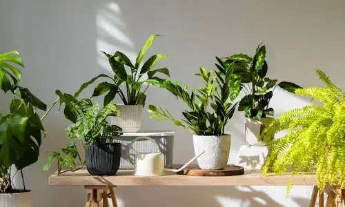 घर में लगाए ये लकी प्लांट हो जाएंगे मालामाल! जानें किस दिशा में लगाएं